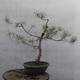 Yamadori - Pinus sylvestris - Waldkiefer - 3/5
