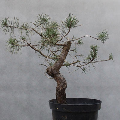 Yamadori - Pinus sylvestris - Waldkiefer - 3