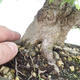 Bonsai im Freien - Carpinus CARPINOIDES - Koreanische Hainbuche - 3/3