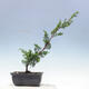 Outdoor-Bonsai - Juniperus chinensis Itoigawa-Chinesischer Wacholder - 3/4