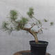 Yamadori - Pinus sylvestris - Waldkiefer - 3/5