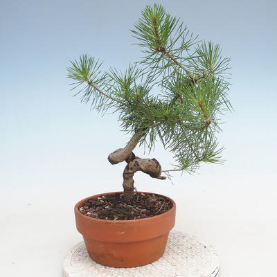 Bonsai im Freien - Pinus Sylvestris - Waldkiefer - 3