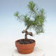 Bonsai im Freien - Pinus Sylvestris - Waldkiefer - 3/3