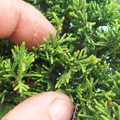 Bonsai im Freien - Juniperus chinensis - chinesischer Wacholder - 3