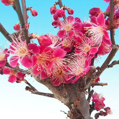 Bonsai im Freien - Japanische Aprikose - Prunus Mume - 3