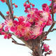 Bonsai im Freien - Japanische Aprikose - Prunus Mume - 2/5
