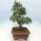 Zimmerbonsai - Ficus nerifolia - kleinblättriger Ficus - 3/4