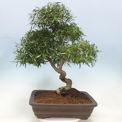 Zimmerbonsai - Ficus nerifolia - kleinblättriger Ficus - 3