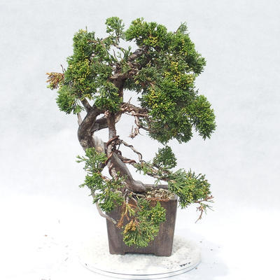 Bonsai im Freien - Juniperus sabina - Wacholder - 3