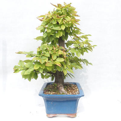 Bonsai im Freien - Carpinus betulus - Hainbuche - 3