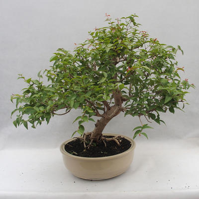 Zimmer Bonsai - Australische Kirsche - Eugenia uniflora - 3