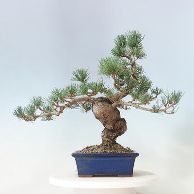 Bonsai im Freien - Pinus parviflora - kleinblütige Kiefer - 3