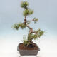 Bonsai im Freien - Pinus mugo - Kniende Kiefer - 3/5