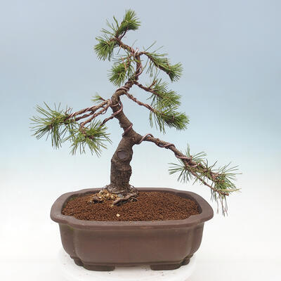 Bonsai im Freien - Pinus mugo - Kniende Kiefer - 3