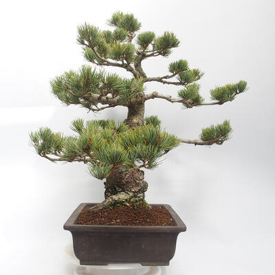 Bonsai im Freien - Pinus parviflora - White Pine - 3