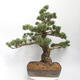 Bonsai im Freien - Pinus parviflora - White Pine - 3/5