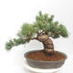 Bonsai im Freien - Pinus parviflora - White Pine - 3/4