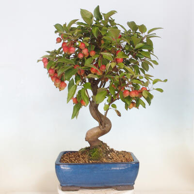 Freilandbonsai - Malus halliana - Kleinfrüchtiger Apfelbaum - 3