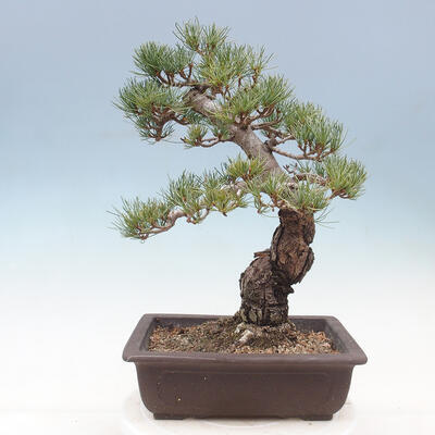 Bonsai im Freien - Pinus parviflora - kleinblütige Kiefer - 3
