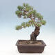 Bonsai im Freien - Pinus parviflora - kleinblütige Kiefer - 3/4