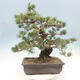 Bonsai im Freien - Pinus parviflora - kleinblütige Kiefer - 3/5