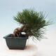 Bonsai im Freien - Pinus thunbergii - Thunbergia-Kiefer - 3/5