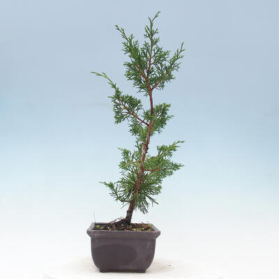 Outdoor-Bonsai - Juniperus chinensis Itoigawa-Chinesischer Wacholder - 3
