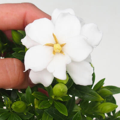 Zimmer bonsai - Gardenia jasminoides-Gardenie - 3