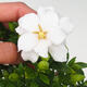 Zimmer bonsai - Gardenia jasminoides-Gardenie - 3/3