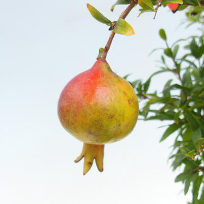 Zimmerbonsai-PUNICA granatum nana-Granatapfel - 3