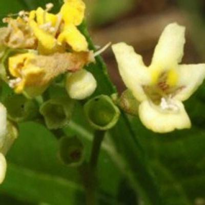 Zimmer Bonsai - Premna microphylla - Kozlovoň malolistá - 3