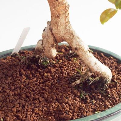 Pokojová bonsai -Australská třešeň PB21619 - 3