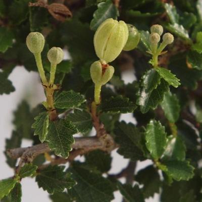 Innenbonsai - Ulmus parvifolia - kleine Blattulme - 3