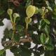 Innenbonsai - Ulmus parvifolia - kleine Blattulme - 2/3