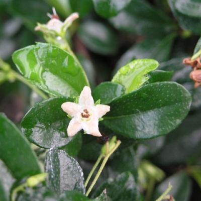 Indoor-Bonsai - Carmona macrophylla - Fuki-Tee - 3