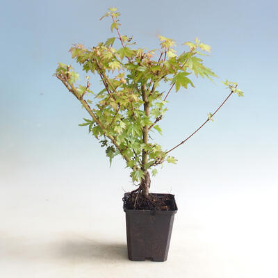 Outdoor bonsai-Acer palmatum Koto Maru - 3