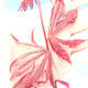 Outdoor-Bonsai - Ahorn palmatum Trompen - Rot-Ahorn dlanitolistý - 3/3