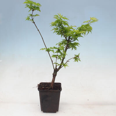Ahorn - Acer palmatum Shishigashira 1 Stück - 3