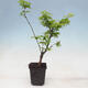 Ahorn - Acer palmatum Shishigashira 1 Stück - 3/5