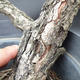 Borovoce Wald - Pinus sylvestris KA-09 - 3/4
