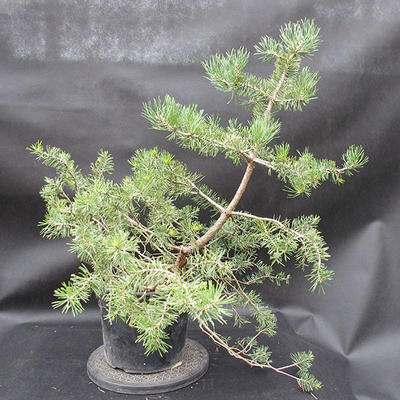 Borovoce Wald - Pinus sylvestris KA-11 - 3