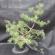 Borovoce Wald - Pinus sylvestris KA-11 - 3/5