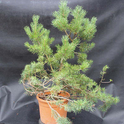 Borovoce Wald - Pinus sylvestris KA-12 - 3