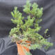 Borovoce Wald - Pinus sylvestris KA-12 - 3/6