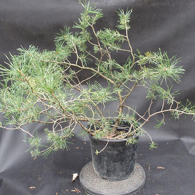 Borovoce Wald - Pinus sylvestris KA-13 - 3