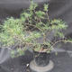 Borovoce Wald - Pinus sylvestris KA-13 - 3/6