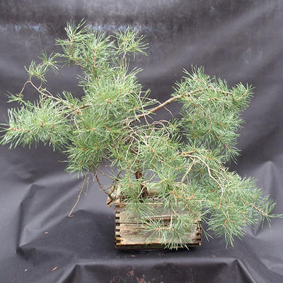 Borovoce Wald - Pinus sylvestris KA-14 - 3
