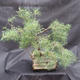 Borovoce Wald - Pinus sylvestris KA-14 - 3/5