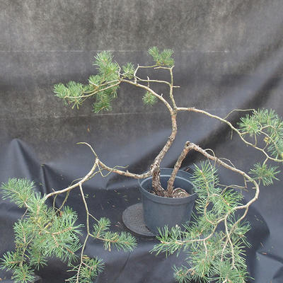 Borovoce Wald - Pinus sylvestris KA-19 - 3