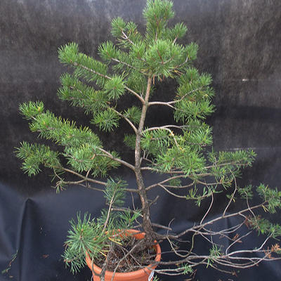 Borovoce Wald - Pinus sylvestris KA-20 - 3